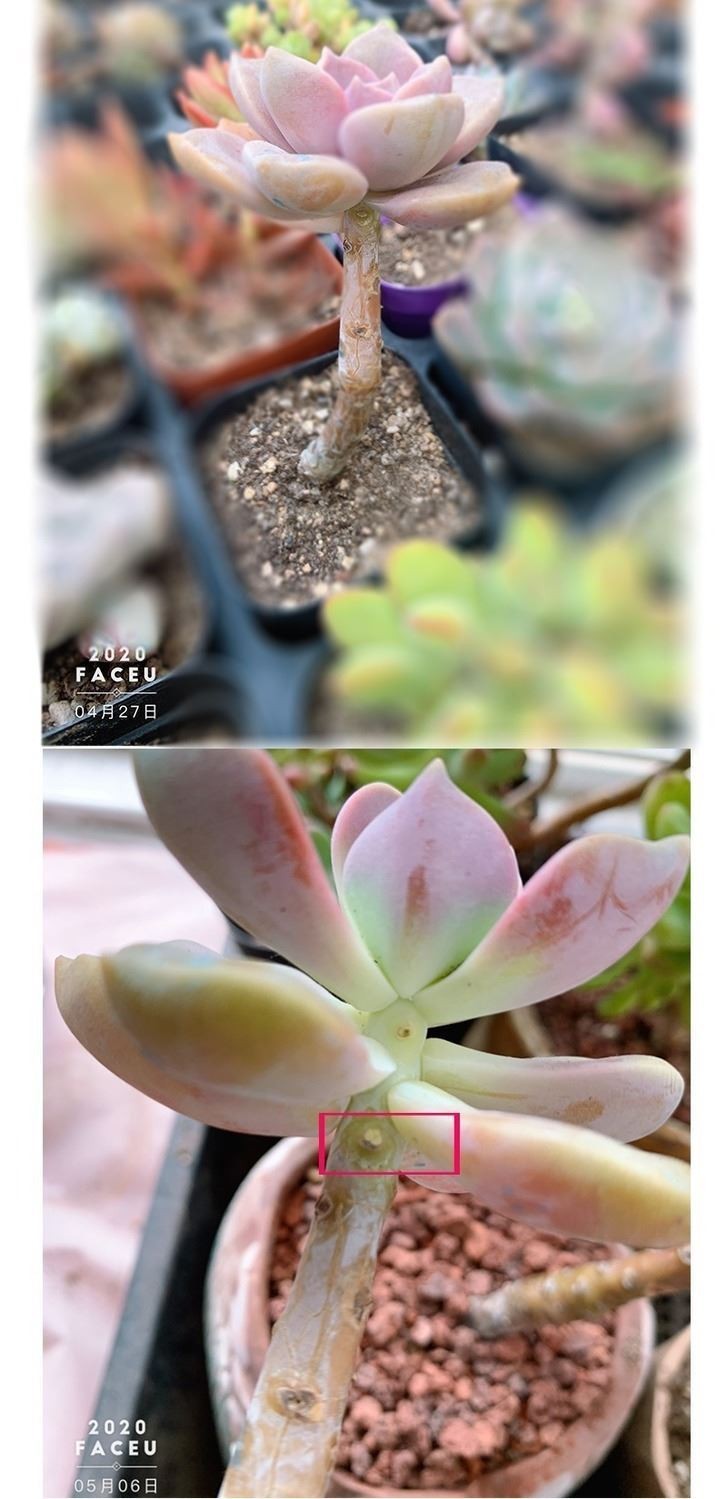 优芽素多肉植物优牙素多肉叶插爆芽素细胞分裂素群生缀化助剂爆头侧芽