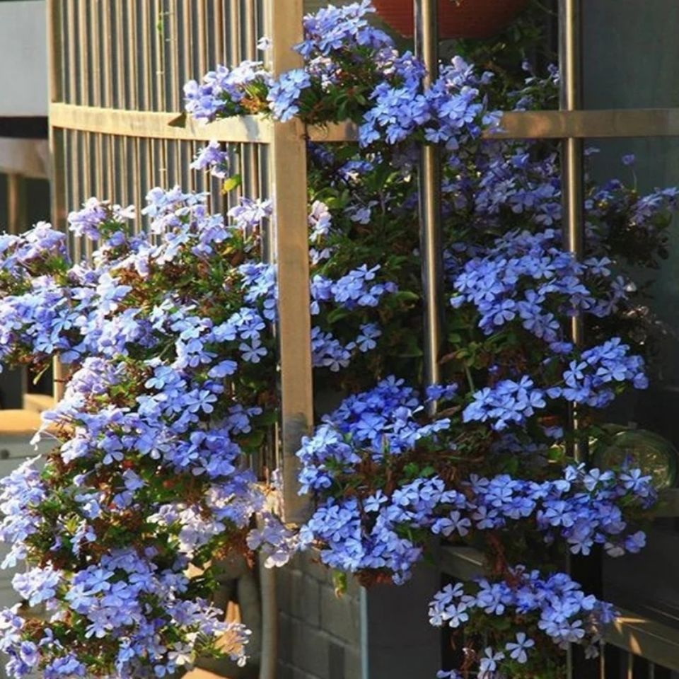 庭院爬藤网红花蓝雪花室内外地栽阳台都可以两盆120盆小盆