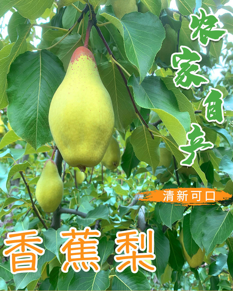 正宗贵妃梨梨新鲜五九香梨当季薄皮整箱太婆梨油瓶梨净重5斤精品果
