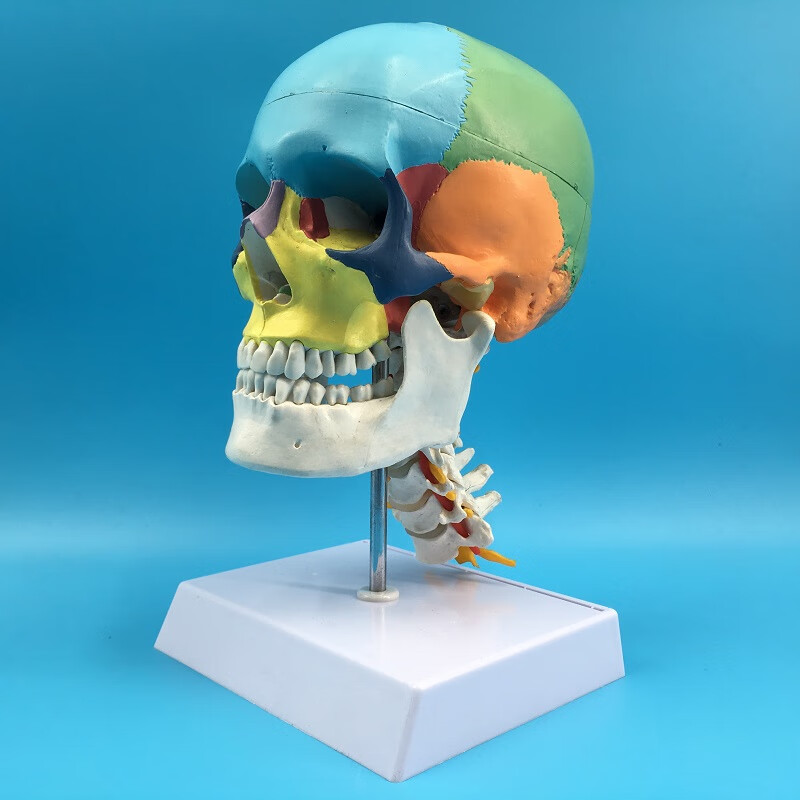 头颅骨头骨教学仿真颅骨模型骷髅头模型功能分区彩色头颅着色头骨 a款