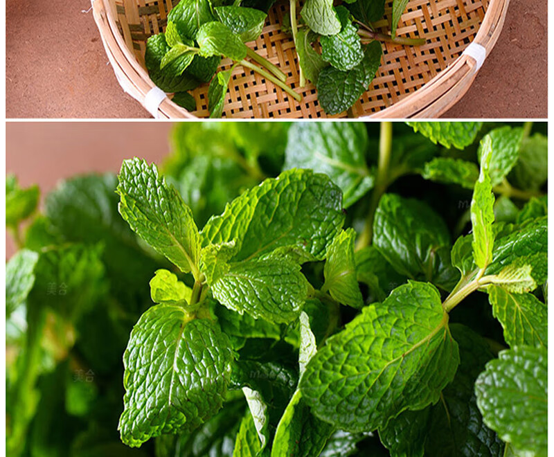 博多客 新鲜薄荷叶鱼香菜留香菜 生鲜蔬菜 500g