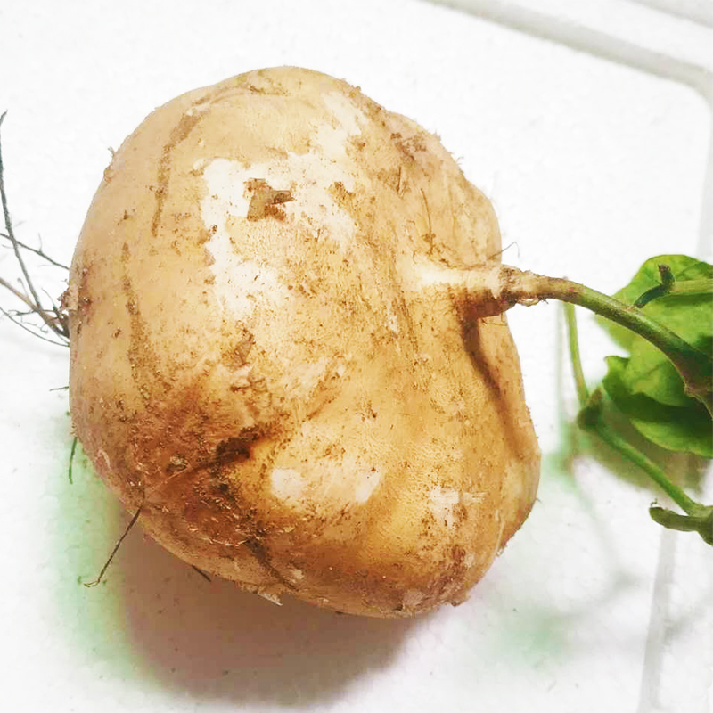 新鲜凉薯 刚出土地瓜沙葛水果白地瓜土瓜地萝卜10斤【图片 价格 品牌