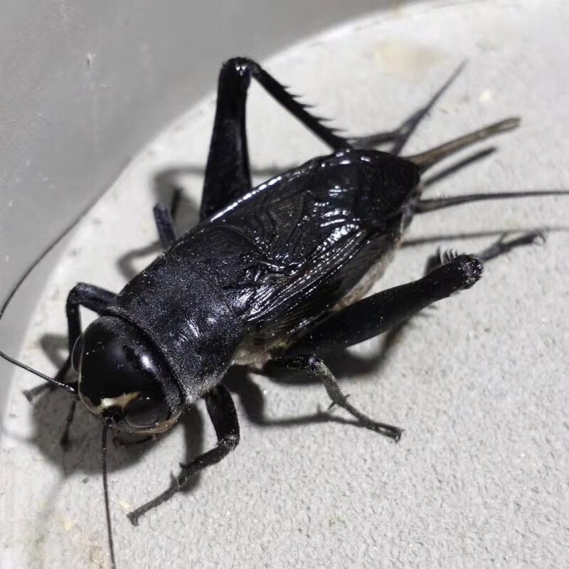 油葫芦鸣虫活虫活体玉眼黑虫缎子青野生天津油葫芦鸣虫崛起商贸花姿妖