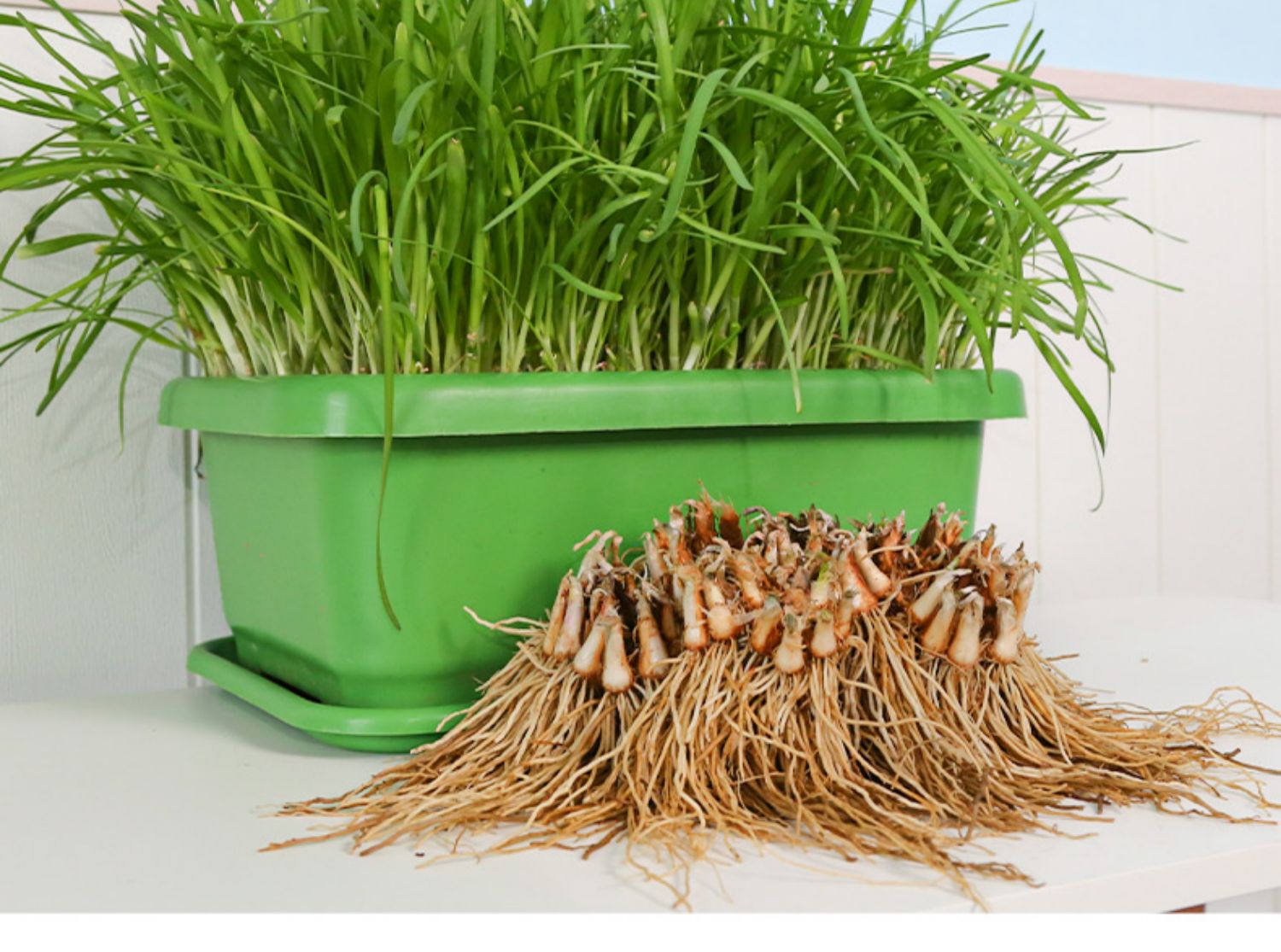 韭菜根苗紫根盆栽现挖紫红根蔬菜四季种植宽小大叶农家九 新韭菜根苗