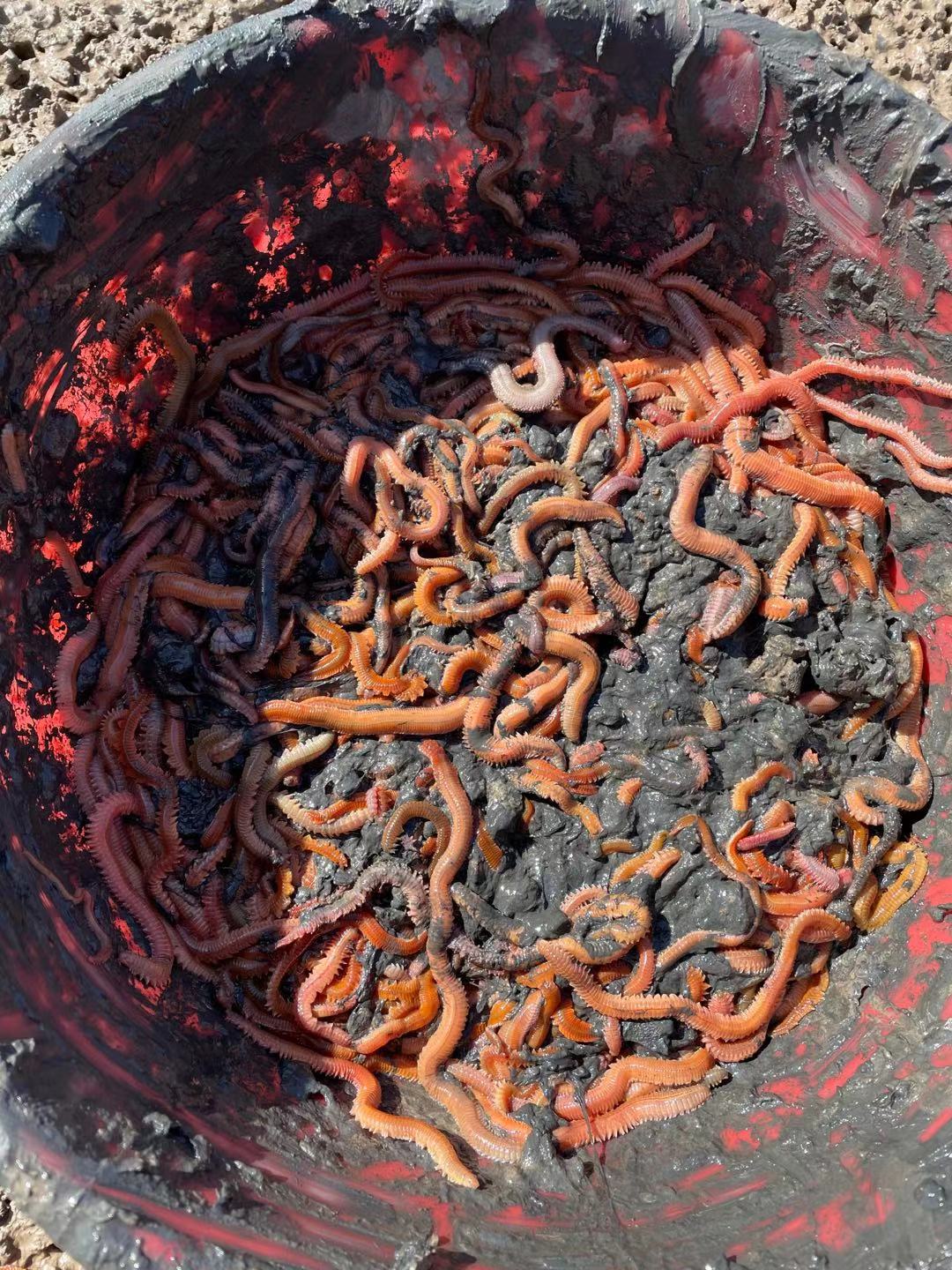 活沙蚕海蚯蚓青红虫海蜈蚣海蚂蟥海钓活饵鲤鱼食鲈鱼饵腥路亚饵江浙沪