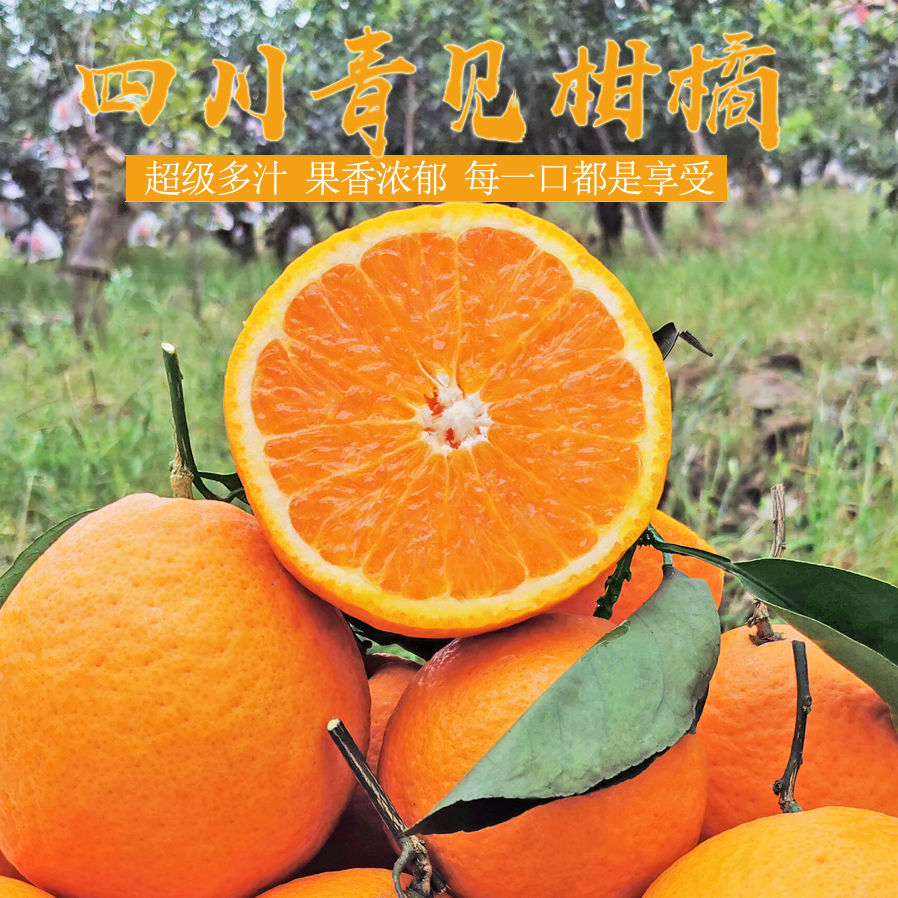 四川青见水果新鲜味美多汁应季水果橘子当季整箱孕妇批发2/5/10斤 3斤