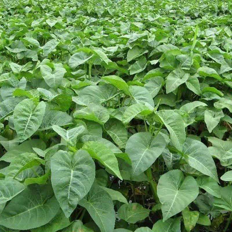 【精选】圆叶空心菜种子四季种植蔬菜种子阳台盆栽高产易种农家蔬菜