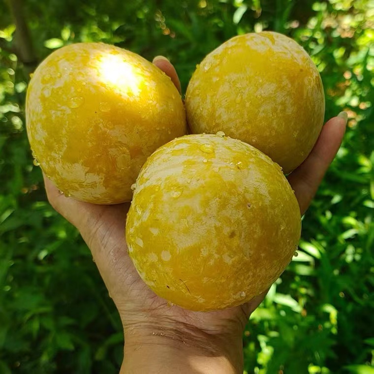 欧因 正宗九峰山黄金奈李子现摘当季新鲜水果 5斤 90-110g 实惠中果