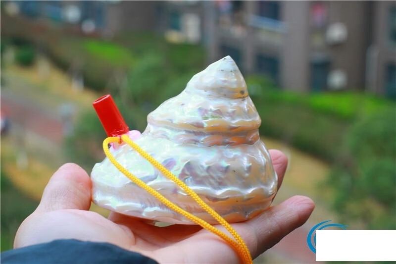 星舵可以吹的海螺 海螺号角可吹贝壳绿蝾螺吹哨可以吹响的口哨哨子 中