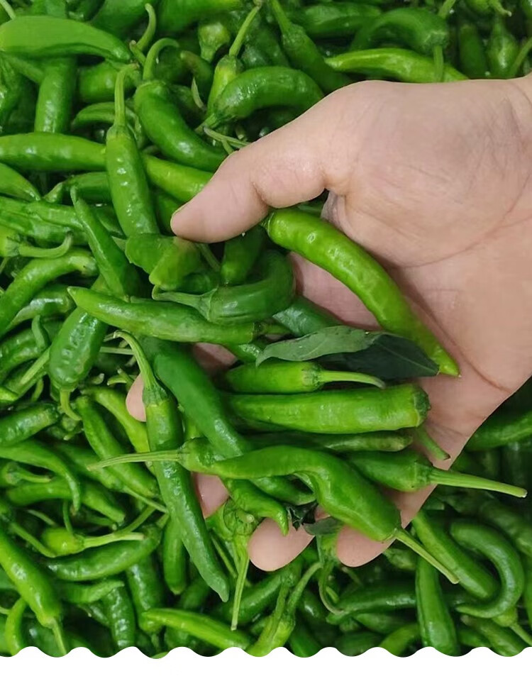 媚调湖南樟树港原种礼盒装辣椒旗舰店新鲜正宗岳阳湘阴特产炒菜小青椒