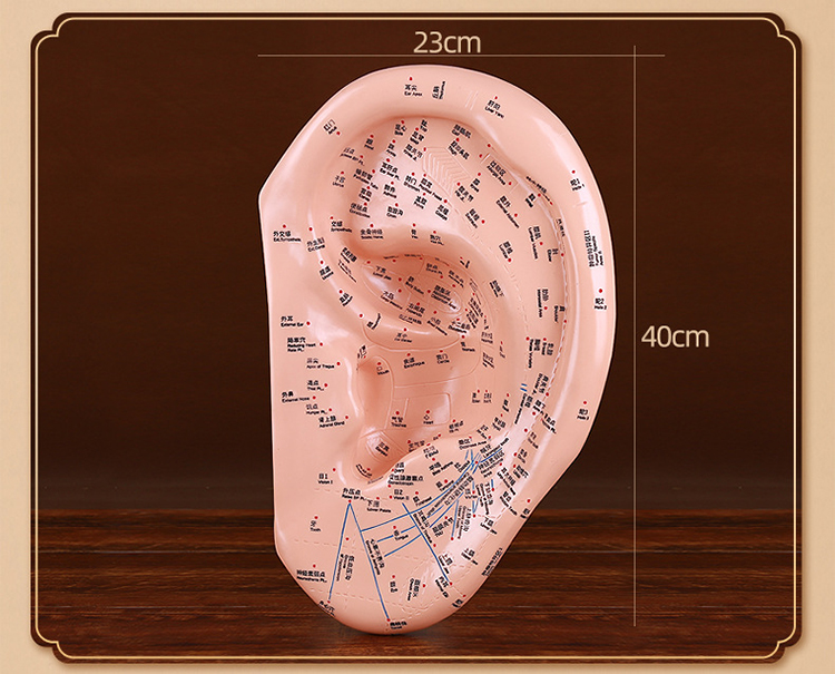 中醫耳穴模型人體耳部反射區按摩耳朵刻字全中文針灸穴位模型17cm 16*