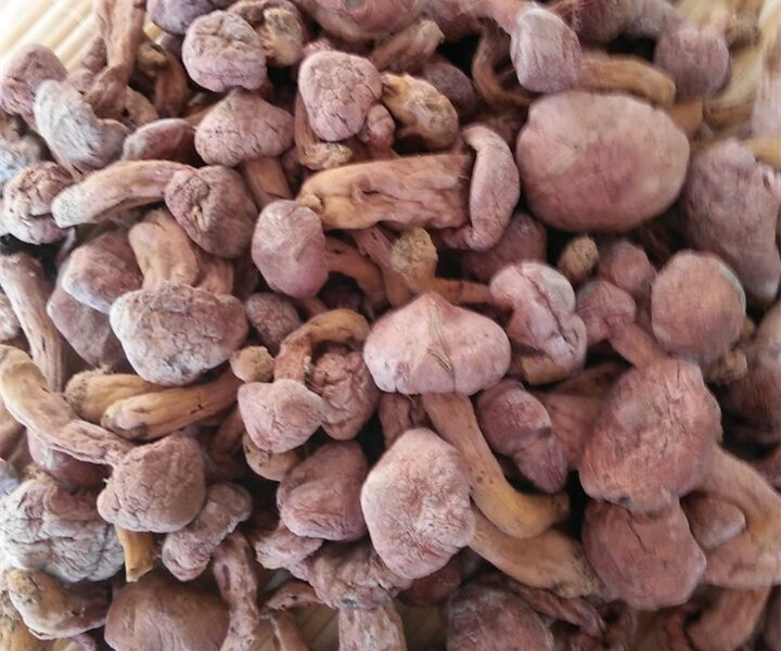 松伞蘑 东北特产 野生红蘑菇 肉蘑菇 松树伞蘑菇 红蘑 松蘑菇 食用菌