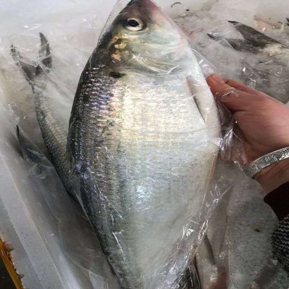 新鲜冷冻鲥鱼鲥鱼各种规格快递鲥鱼2条装1一12斤
