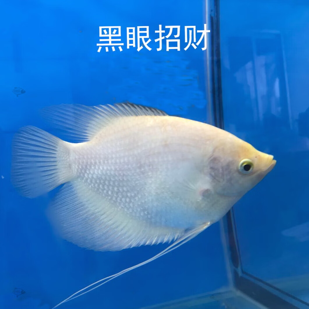 ajaj紅尾招財魚戰船活體黑眼紅眼白招財發財魚黑招財熱帶魚觀賞魚 紅