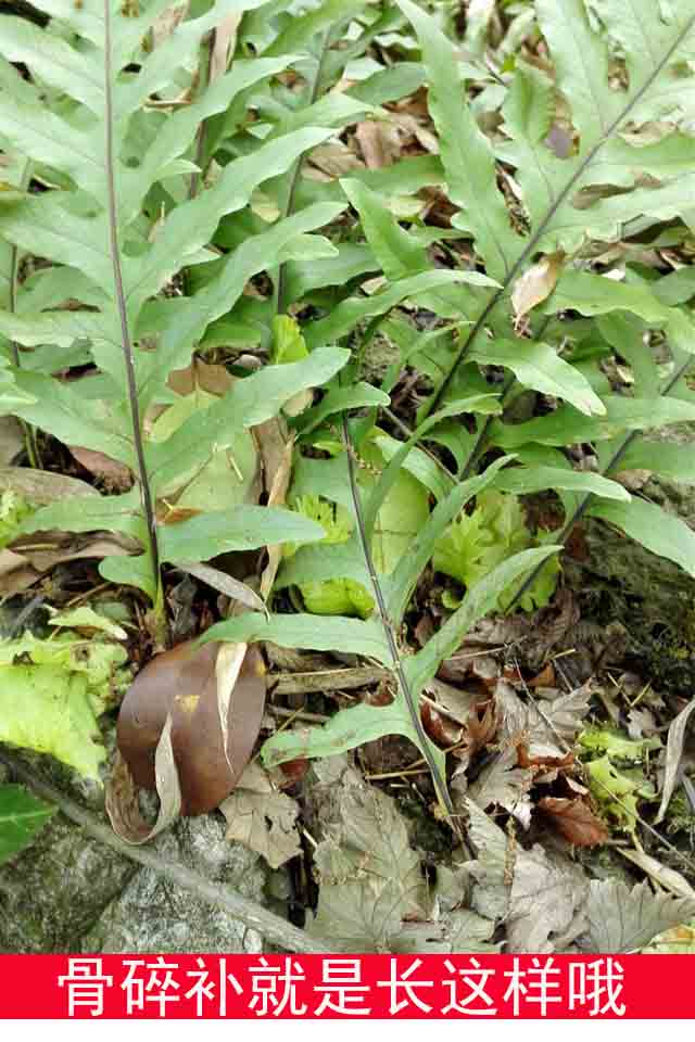 伟博1斤装新鲜骨碎补毛姜爬岩姜石岩姜生鲜巴岩姜现采10斤