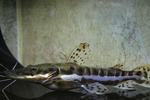 【京东推荐】虎斑鸭嘴鲨鱼活体虎纹鸭嘴鱼淡水鲨鱼大型凶猛热带观赏鱼