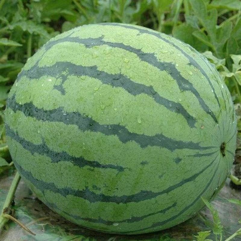顺丰现摘8424麒麟西瓜超甜多汁薄皮当季新鲜美都甜王精品麒麟瓜1个