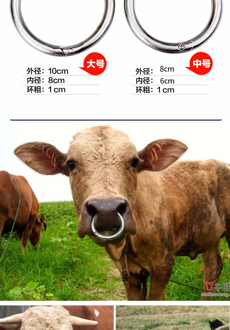 牧多多 精品中号不锈钢牛鼻环 碳钢牛鼻圈 拴牛鼻子