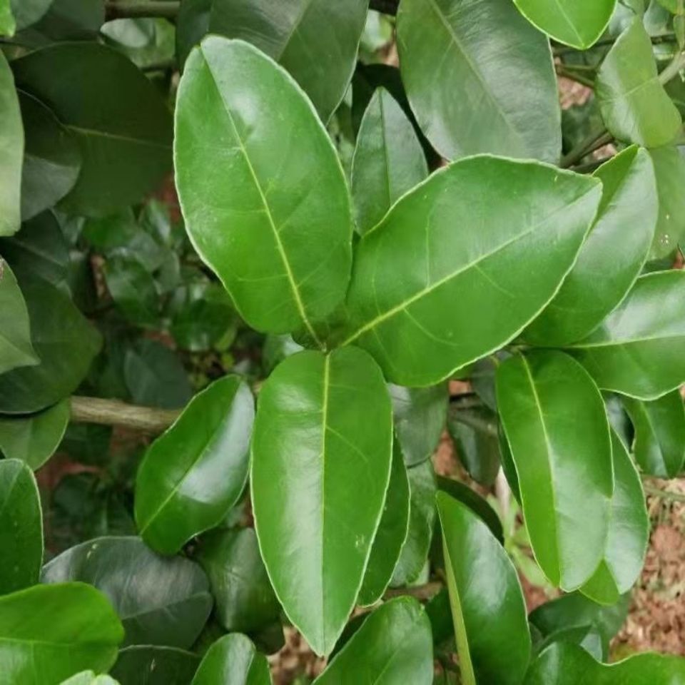 新鲜柚子叶现摘去晦气转运祈福沐浴柚叶60年老树柚叶