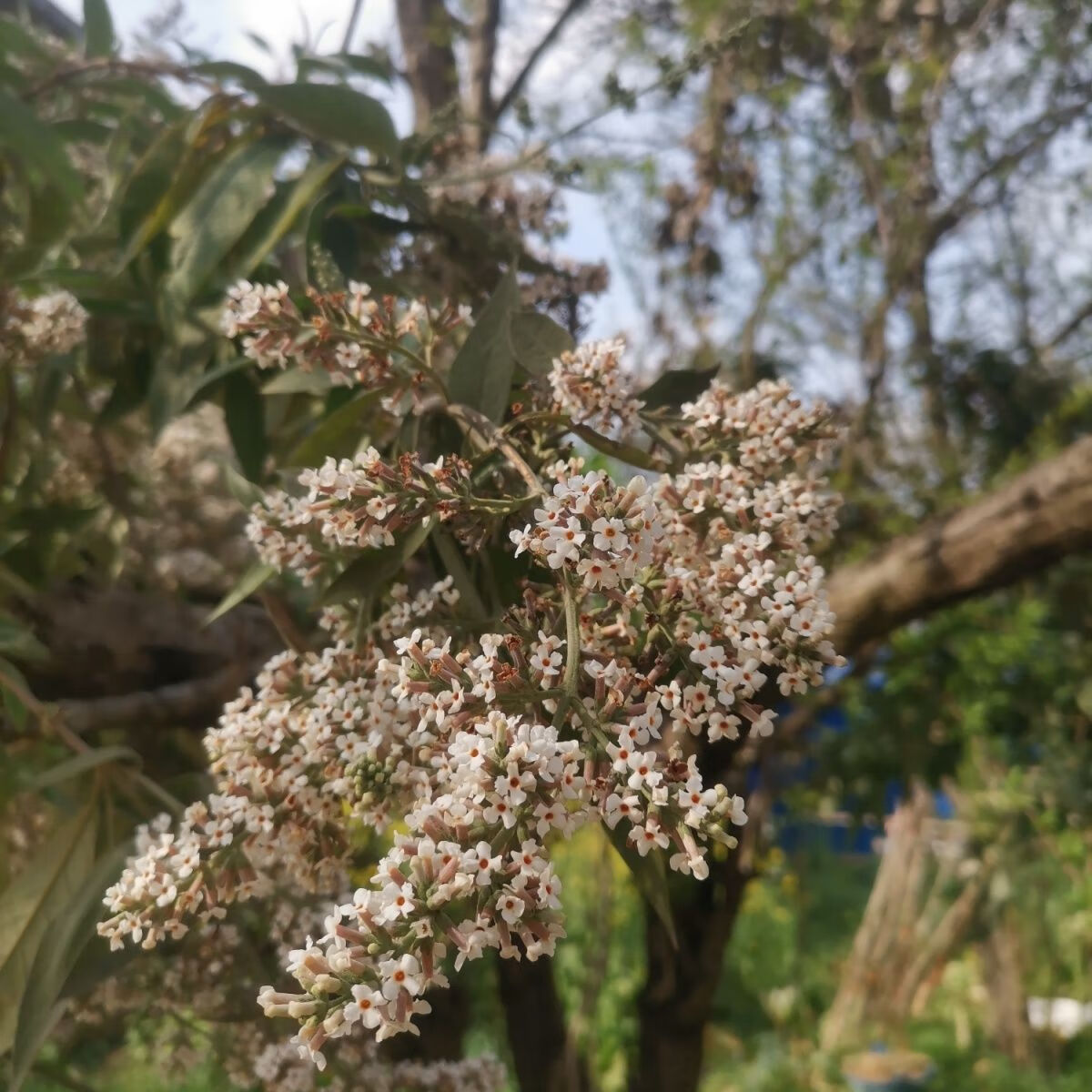 新货贵州黄饭花染饭花天然糯米染色密蒙花茶中药野生密蒙花 500克1斤