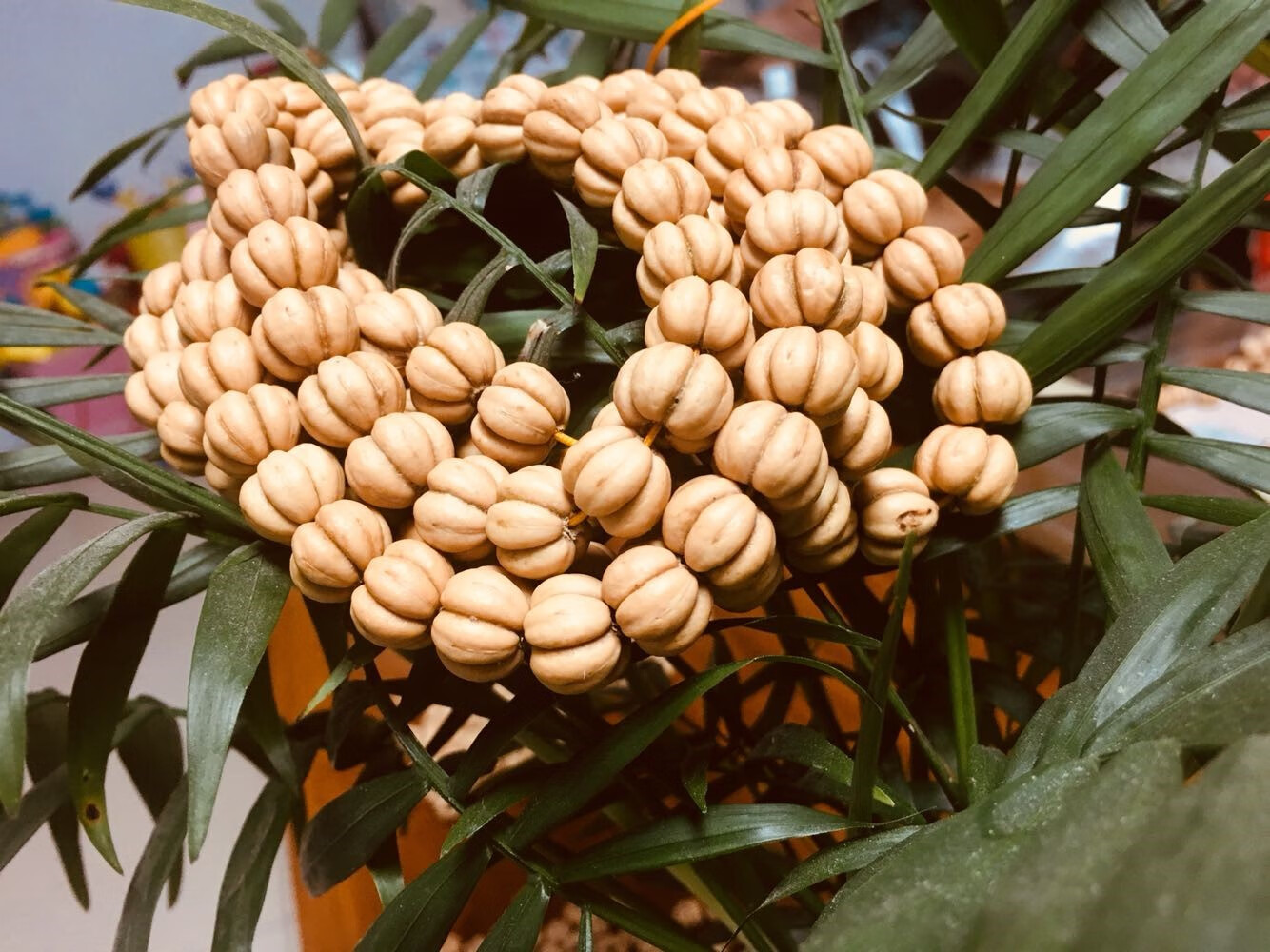 文玩山楂籽野生山楂籽五福子连体山里红108颗饱满型菩提长手串脖挂