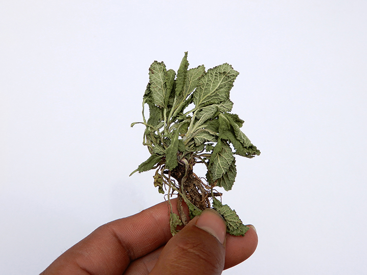 新货野生蛤蟆草整棵晒干带根荔枝草嫩草500克癞蛤蟆草