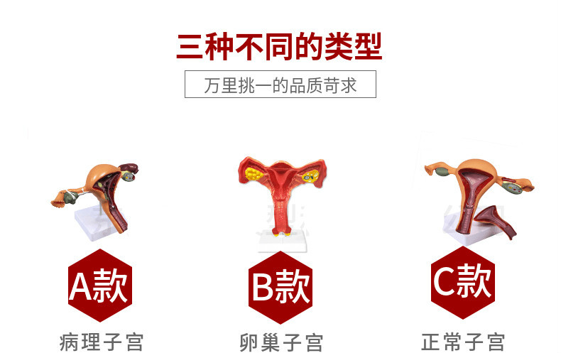 人体子宫模型教具模具卵巢解剖病理医学女性仿真女性生殖模器d卵巢yn