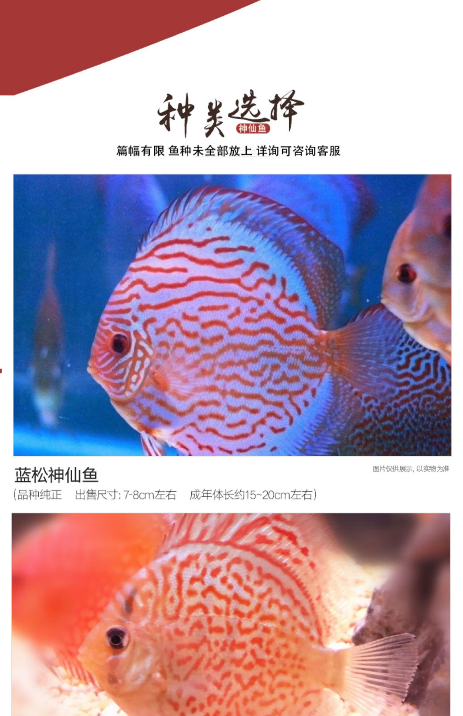 【進口種魚】七彩神仙魚精品熱帶觀賞魚7彩燕魚苗活體中小型好養 米