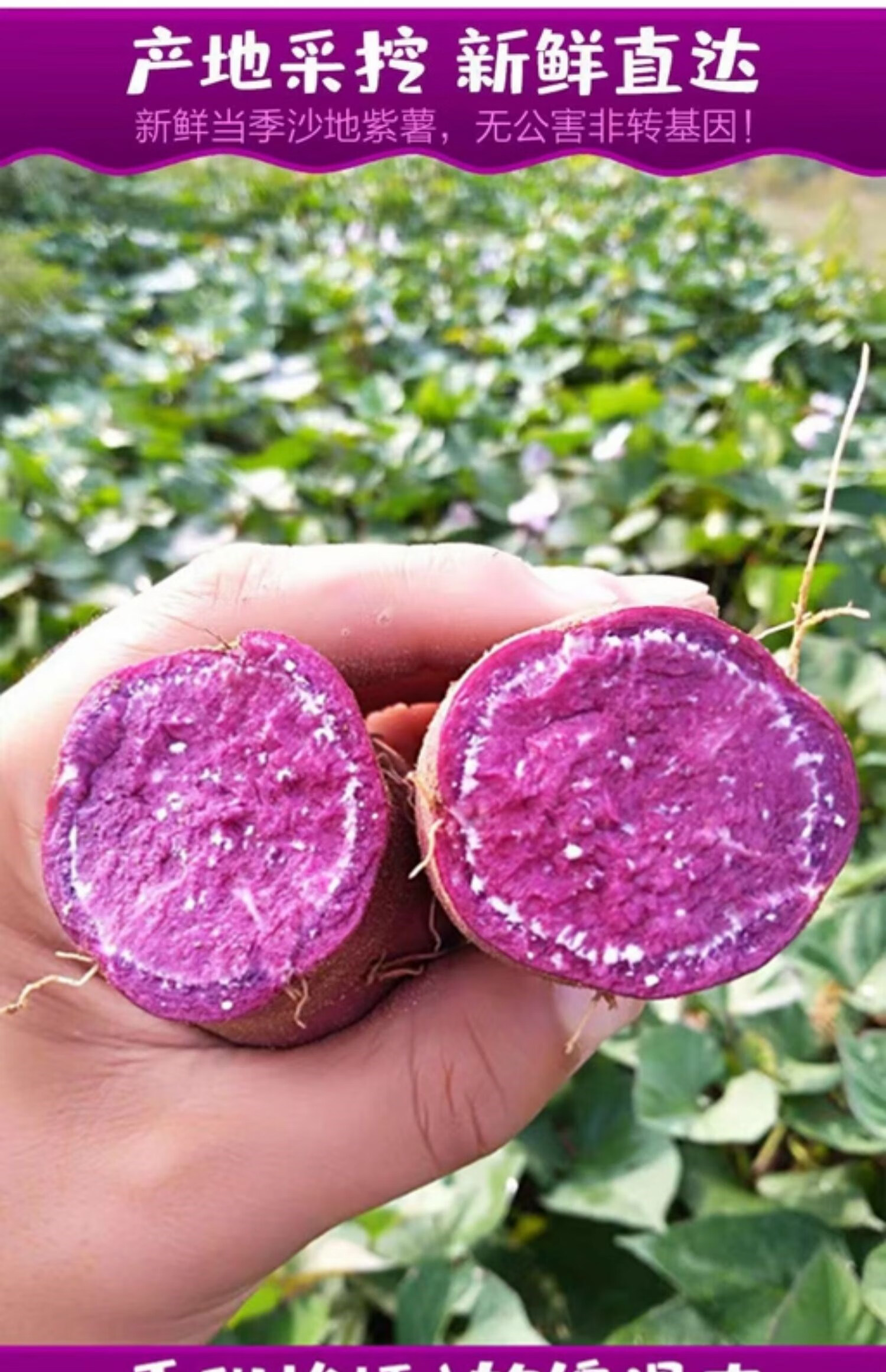 紫薯新鲜农家自种番薯地瓜蜜薯5斤板栗香红沙地山芋小紫薯10 5斤 越南