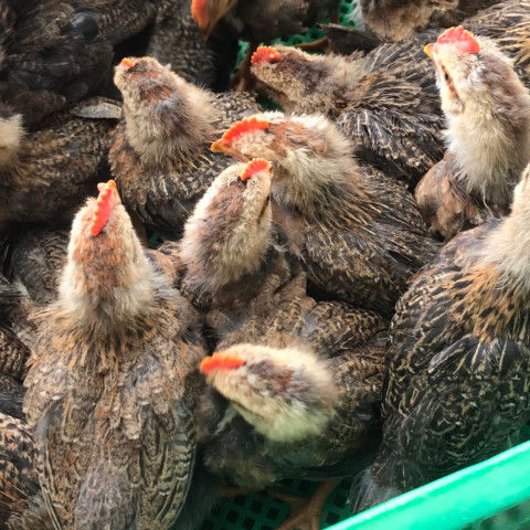 荣郁脱温鸡大种肉鸡k9线鸡阉鸡活体九斤红大公鸡黑鸡麻鸡土鸡三黄蛋鸡