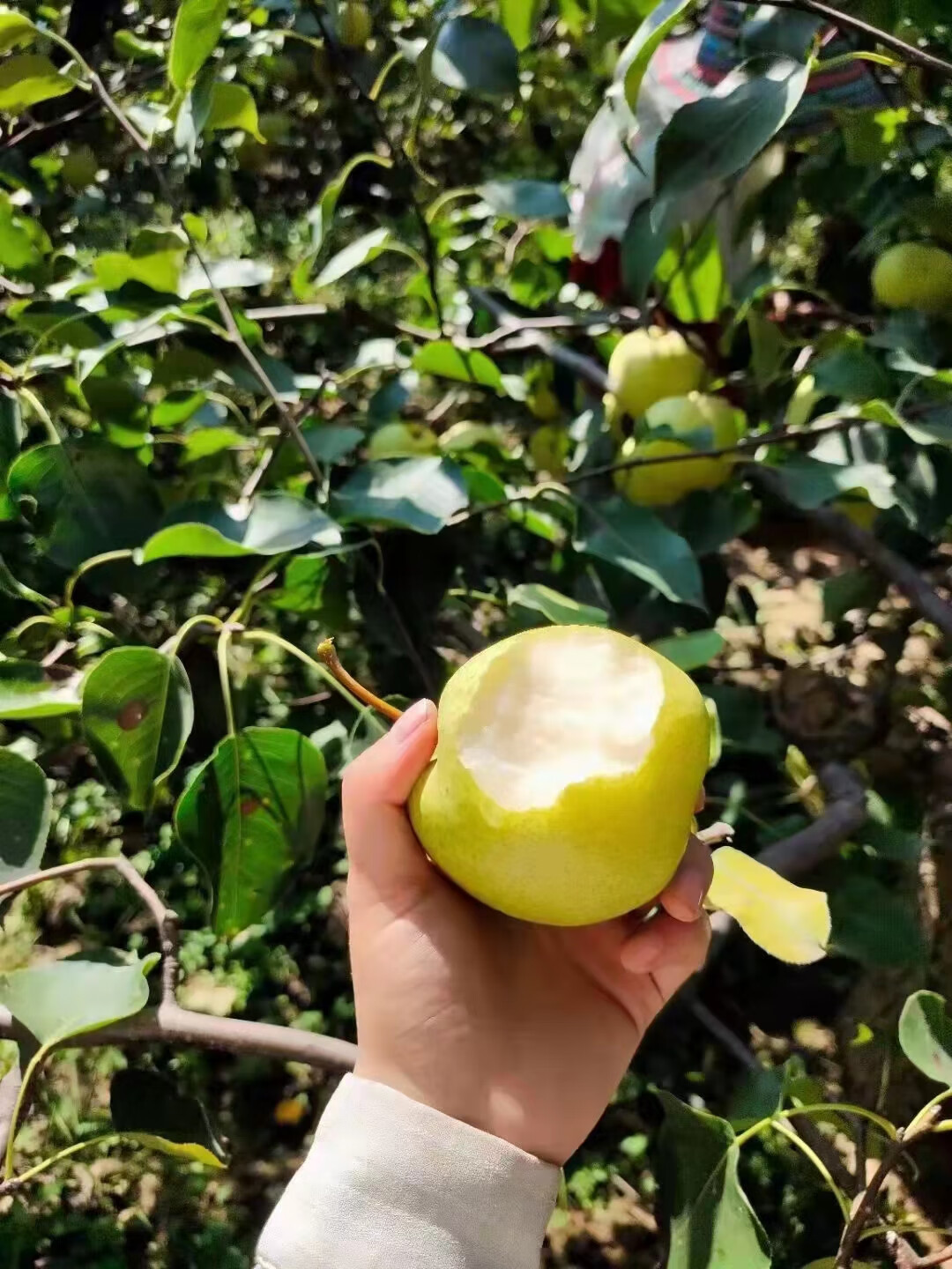 陕西乾县酥梨礼泉特产泔河贡梨味甜多汁 泔河酥梨 10斤中果【图片