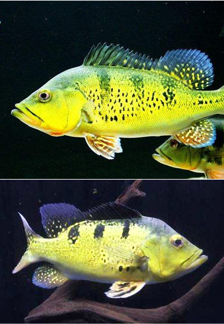 三间眼斑三间蓝帆五间鱼苗金龙红龙鱼 野生黄金巴西亚25-26公分【图片