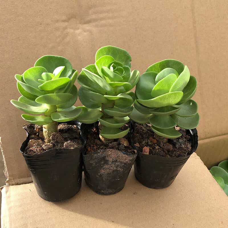 黄金万年草多肉植物小盆栽室内四季易活肉肉老桩蒂亚佛珠花卉绿植