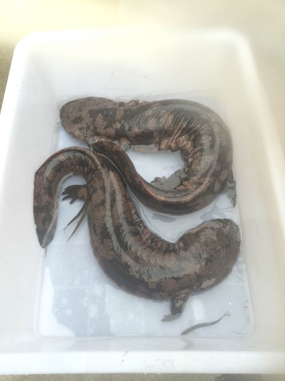 娃娃鱼鲜活人工养殖活体大鲵火锅食材淡水鱼类生鲜 华奥薇斯 图安贝里