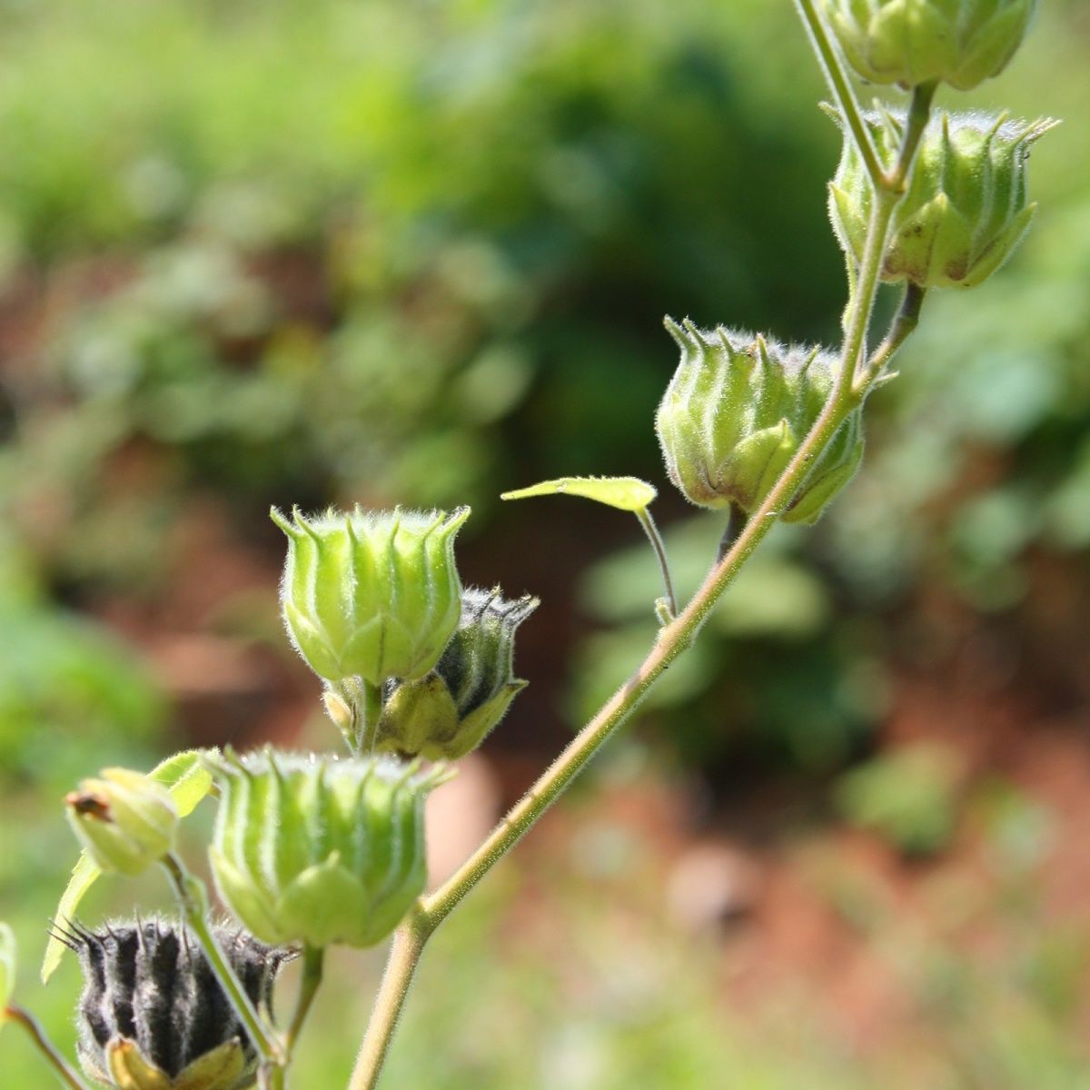 中药材 苘麻子 青麻子 苘麻 茼麻子 入药 苘麻子500克【图片 价格