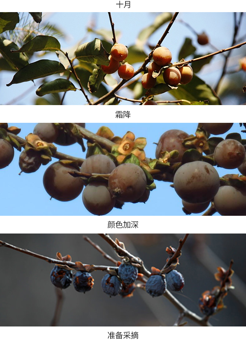 黑枣特级大乌枣免洗新鲜5斤装 野生泡水喝河北涉县特产小软枣 特级