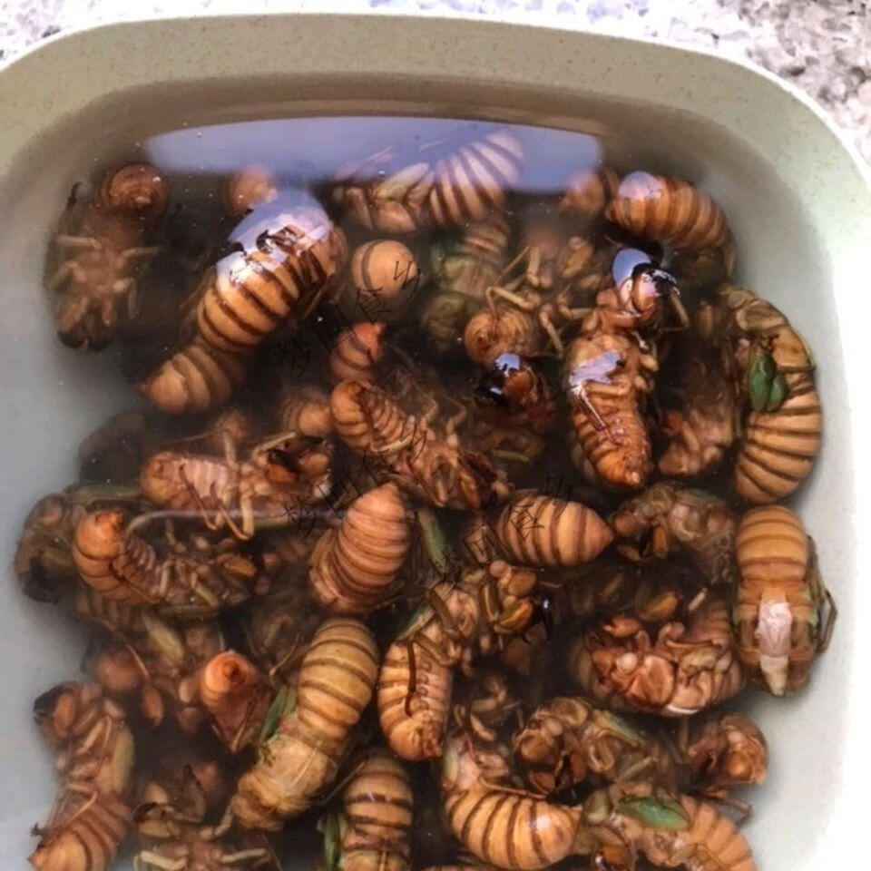 金蝉知了猴蝉蛹新鲜活体速冻结了龟山东特产爬叉猴 4瓶 特大果蝉【约