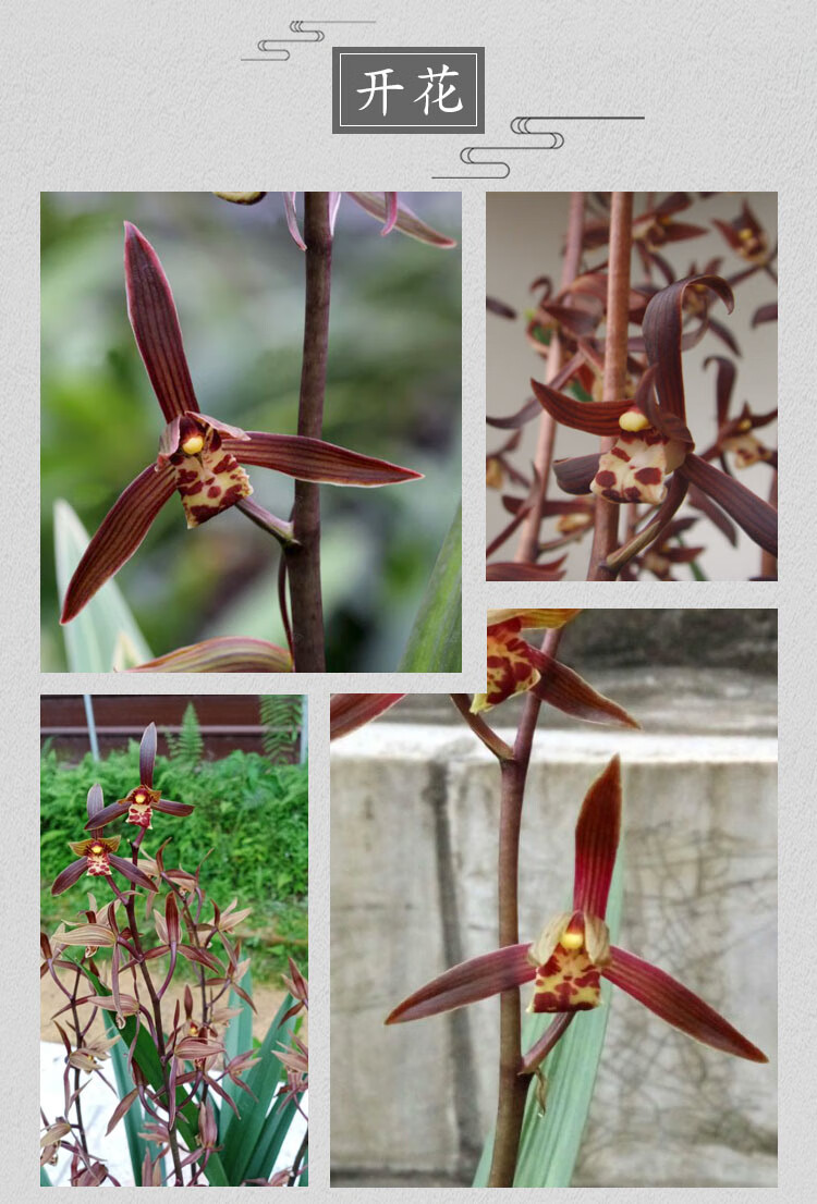 浓香兰花企黑 宽叶金边墨兰企黑爪报岁兰 客厅阳台盆栽花卉绿植物