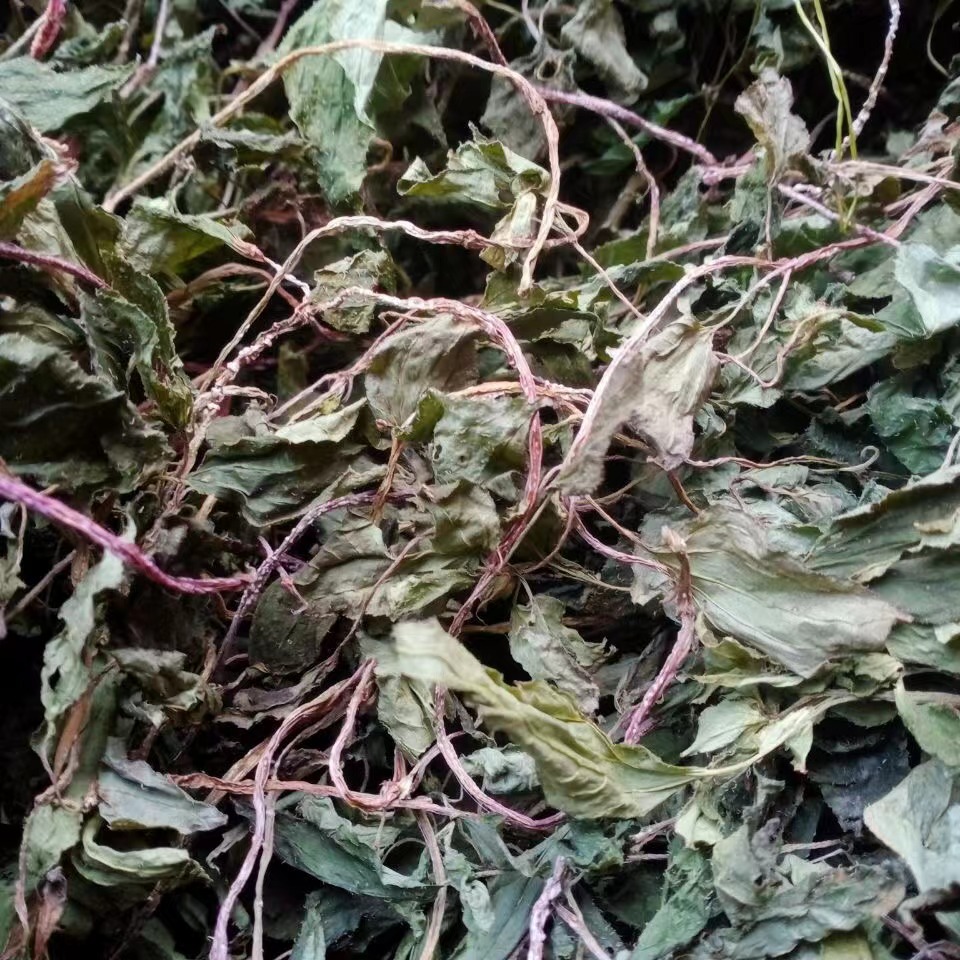 风柜斗草伟博贵州纯野生1斤风柜斗草干货500克风鼓草风谷草红杆风骨草