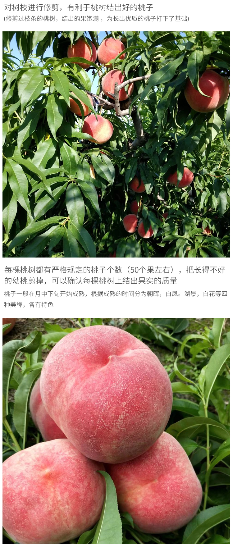 正宗甘肃天水秦安撕皮水蜜桃新鲜桃子水果脆桃毛桃王当季现摘礼盒甜毛