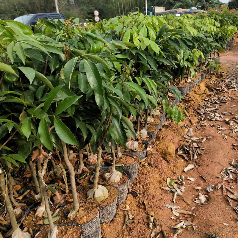 广西嫁接荔枝苗冰荔无核妃子笑仙进奉荔枝苗南方种植果树当年结果