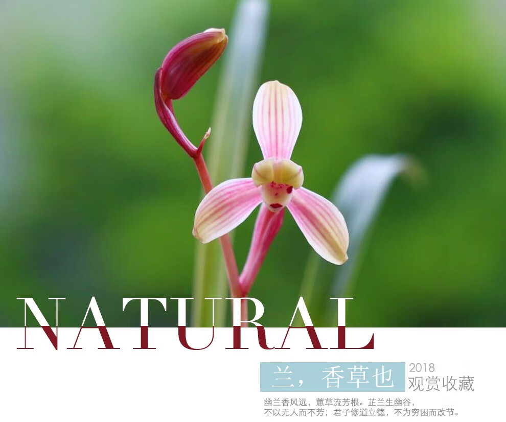 刘阁兰花 建兰正格梅瓣 市长红梅 夏带花苞出售花苗好养花卉名品盆栽