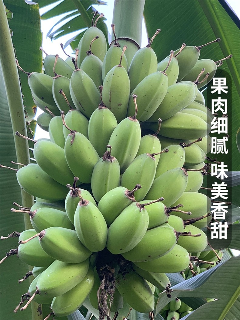 香蕉 苹果蕉 粉蕉自然熟 新鲜水果 苹果蕉 5斤精选【图片 价格 品牌