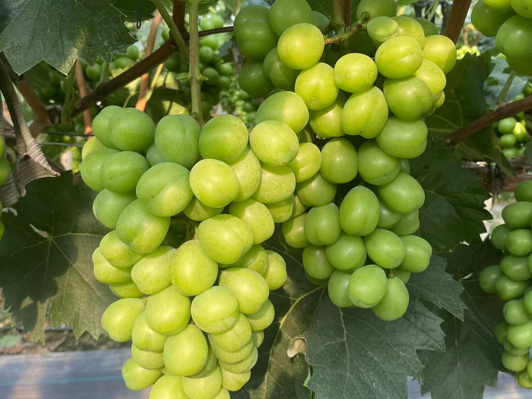 当天自采摘 阳光玫瑰无籽香印青提 新鲜特级晴王葡萄水果礼盒装 1500g