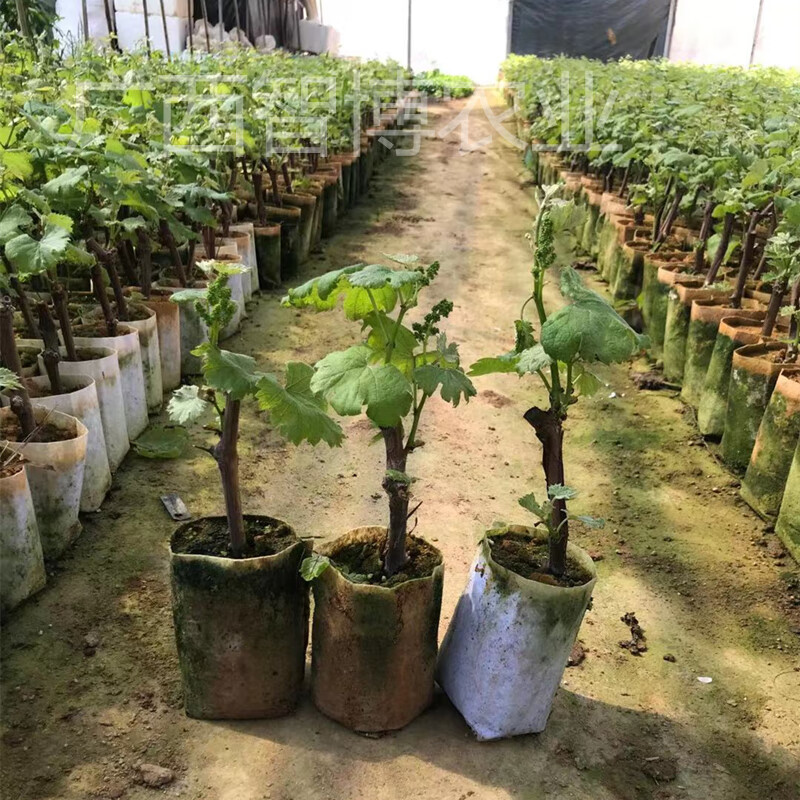 水晶葡萄树苗特大巨峰夏黑葡萄苗四季爬藤阳光玫瑰南盆栽北方种植