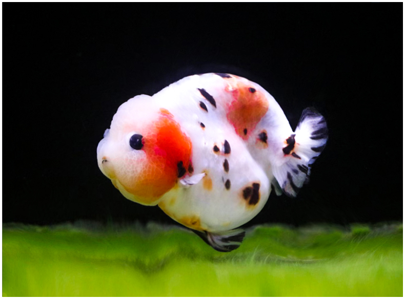 【优选好物】潘式小尾兰寿金鱼活体精品奶牛活鱼观赏鱼冷水小中型鱼苗