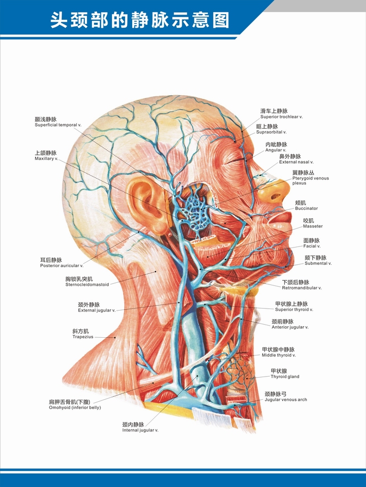 人体血管分布图头部图片