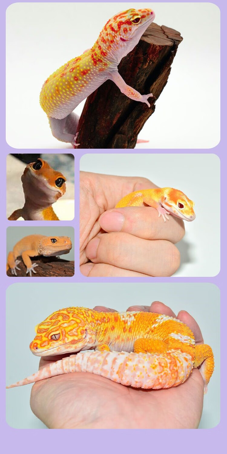 守宫活体豹纹守宫蜥蜴银河恶魔新手入门爬宠活物幼体温顺可爱懒人网红