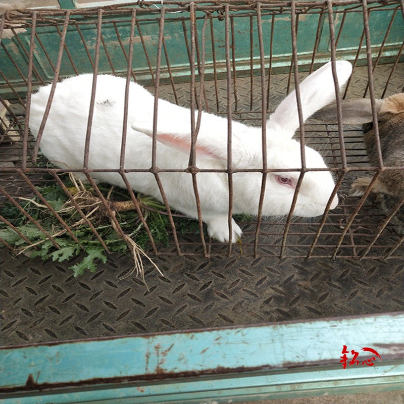 成年种兔一对兔子活体活体比利时新西兰肉兔大型肉兔花巨兔可繁殖3斤