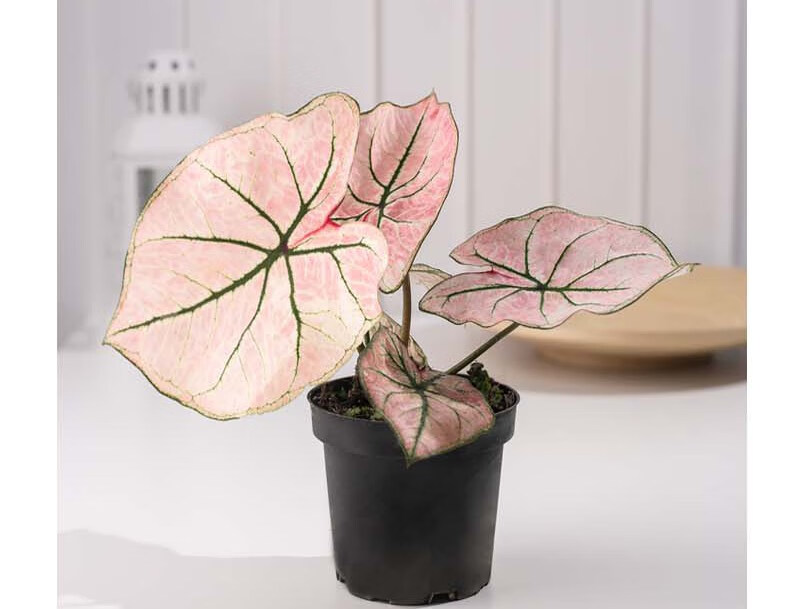 绿天鹅海芋天鹅绒竹芋彩叶芋绿植盆栽吸甲醛室内外植物观叶好养 绿
